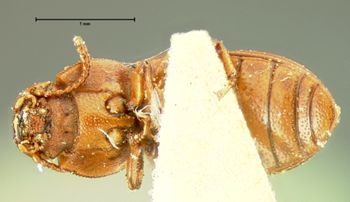 Media type: image;   Entomology 4511 Aspect: habitus ventral view